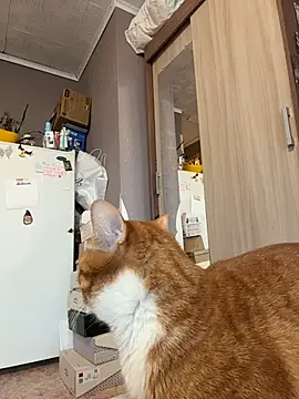 AmmyHot online show from 01/13/26, 04:07