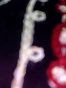 Snapshot of Anamika_24 chatting on 11/08/25, 04:34 Anamika 24 online show from 11/08/25, 04:34