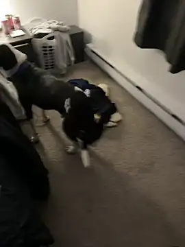 Snapshot of illbDanned chatting on 12/27/24, 02:04 illbDanned online show from 12/27/24, 02:04