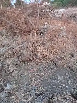 Snapshot of Ajith_mvi chatting on 03/16/26, 01:33 Ajith mvi online show from 03/16/26, 01:33