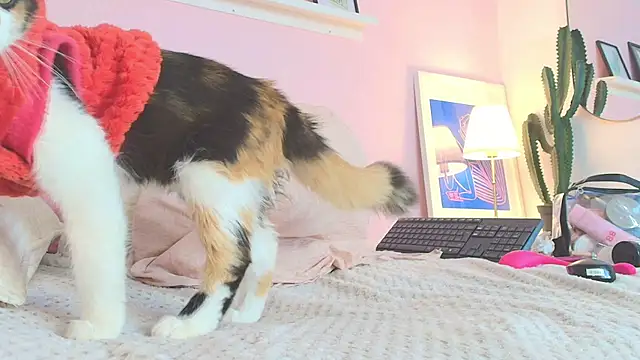 MARAFOX69 online show from 02/25/25, 08:36