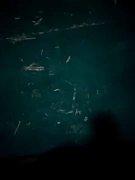 Snapshot of Rikipollav chatting on 12/14/25, 03:45 Rikipollav online show from 12/14/25, 03:45