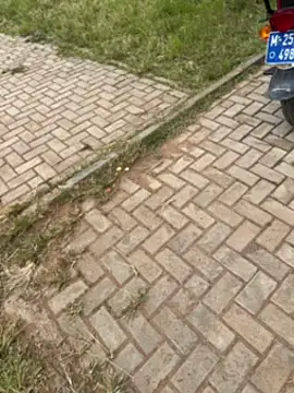 Black-mamba-madingo online show from 11/01/25, 12:29