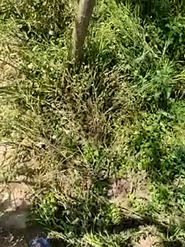 Snapshot of kalakim chatting on 03/18/25, 07:30 kalakim online show from 03/18/25, 07:30