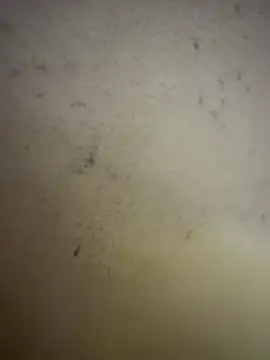 Gladiator 3 online show from 02/14/26, 11:07