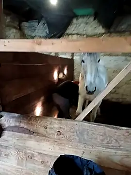 Tortuga95PL online show from 02/12/26, 10:54