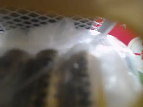 Snapshot of Lovensetest chatting on 10/10/25, 03:05 Lovensetest online show from 10/10/25, 03:05