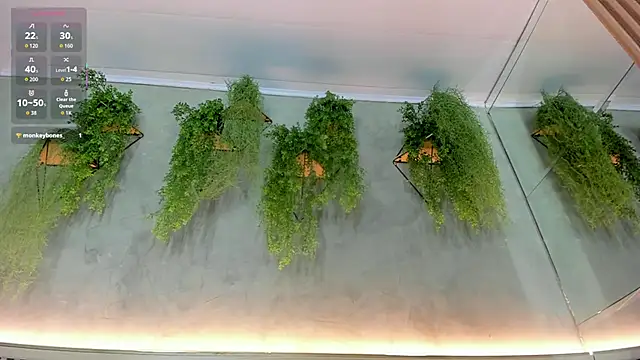 Lana Lann online show from 09/22/25, 11:56