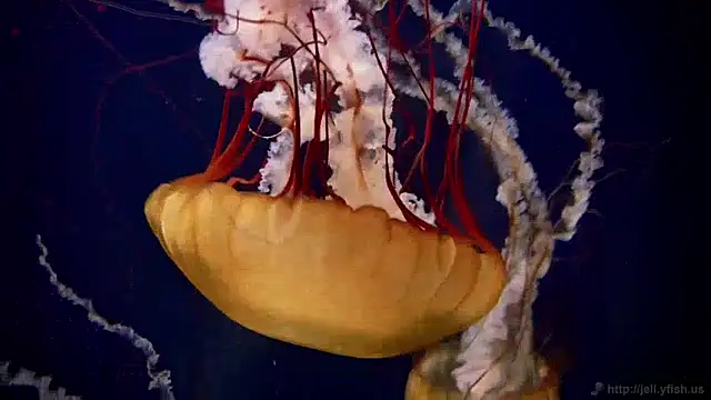 Snapshot of streamy_test11 chatting on 12/09/24, 08:11 streamy test11 online show from 12/09/24, 08:11