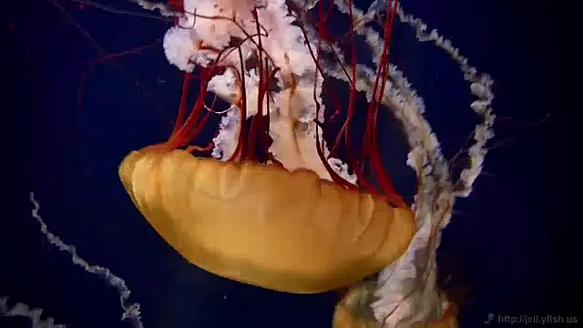 Snapshot of streamy_test11 chatting on 12/10/24, 08:30 streamy test11 online show from 12/10/24, 08:30