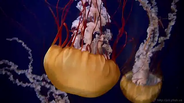 Snapshot of streamy_test11 chatting on 12/16/24, 08:09 streamy test11 online show from 12/16/24, 08:09