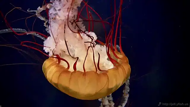 Snapshot of streamy_test11 chatting on 12/17/24, 08:23 streamy test11 online show from 12/17/24, 08:23