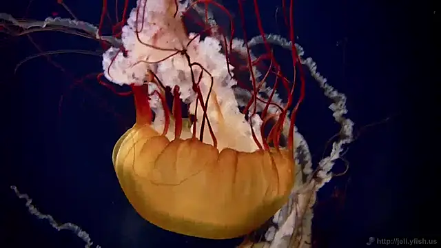 Snapshot of streamy_test11 chatting on 01/27/25, 09:23 streamy test11 online show from 01/27/25, 09:23