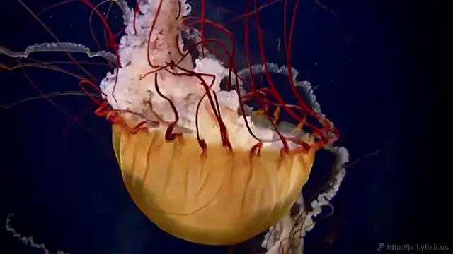 Snapshot of streamy_test11 chatting on 01/31/25, 08:11 streamy test11 online show from 01/31/25, 08:11