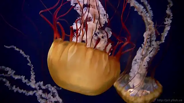 Snapshot of streamy_test11 chatting on 02/03/25, 08:13 streamy test11 online show from 02/03/25, 08:13