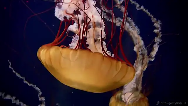 Snapshot of streamy_test11 chatting on 10/08/25, 09:51 streamy test11 online show from 10/08/25, 09:51