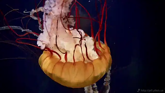 Snapshot of streamy_test11 chatting on 10/30/25, 03:35 streamy test11 online show from 10/30/25, 03:35