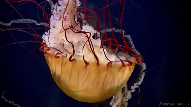 Snapshot of streamy_test11 chatting on 11/11/25, 04:29 streamy test11 online show from 11/11/25, 04:29