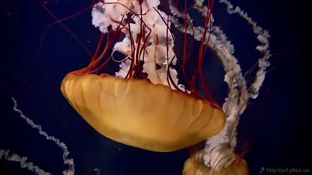 Snapshot of streamy_test11 chatting on 11/26/25, 05:03 streamy test11 online show from 11/26/25, 05:03