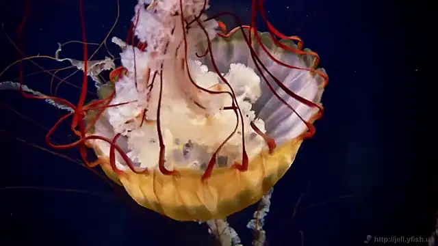 Snapshot of streamy_test11 chatting on 12/16/25, 10:53 streamy test11 online show from 12/16/25, 10:53