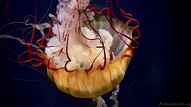 streamy test11 online show from 02/11/26, 02:11