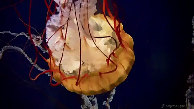 streamy test11 online show from 03/11/26, 11:49