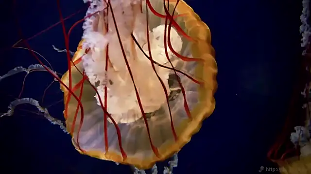 streamy test11 online show from 03/16/26, 03:38