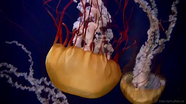 streamy test11 online show from 03/24/26, 02:55