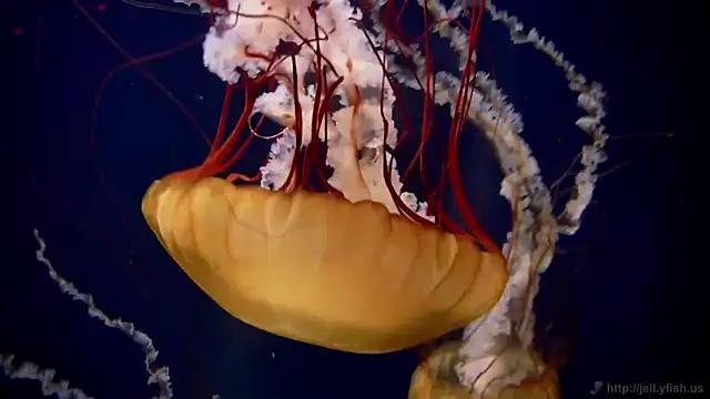 streamy test11 online show from 03/27/26, 08:37