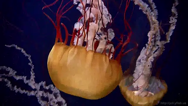 streamy test11 online show from 04/03/26, 12:25