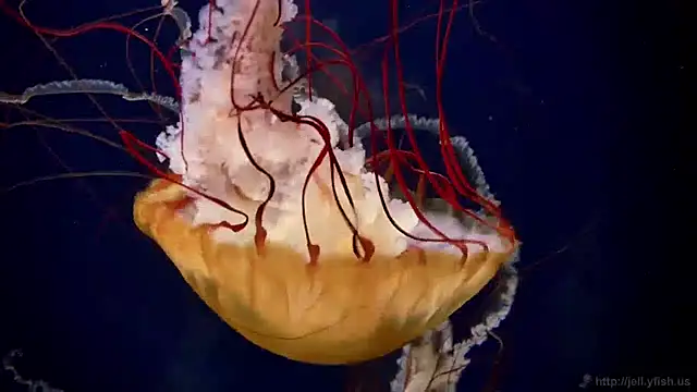 streamy test11 online show from 04/09/26, 10:42