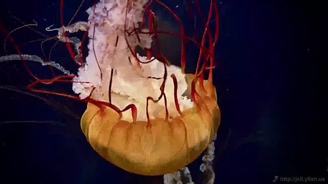 streamy test11 online show from 04/17/26, 06:38