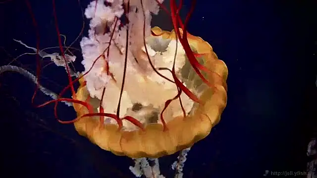 streamy test11 online show from 04/22/26, 02:51