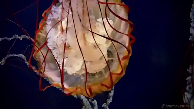 streamy test11 online show from 04/23/26, 03:25