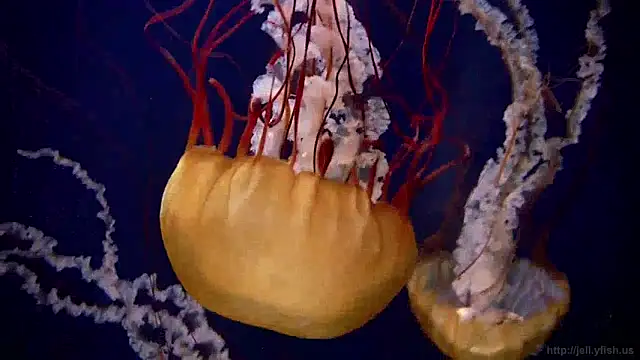 streamy test12 online show from 12/05/24, 08:11