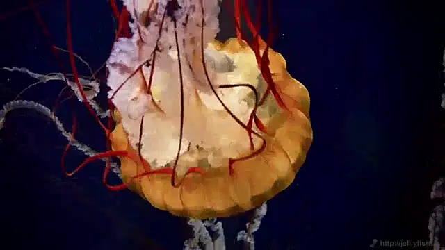 streamy test12 online show from 12/10/24, 08:19