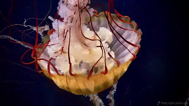 streamy test12 online show from 12/13/24, 08:09