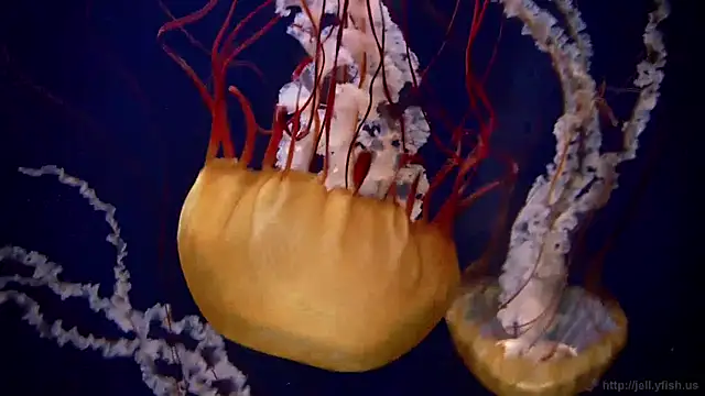 streamy test12 online show from 12/19/24, 11:07