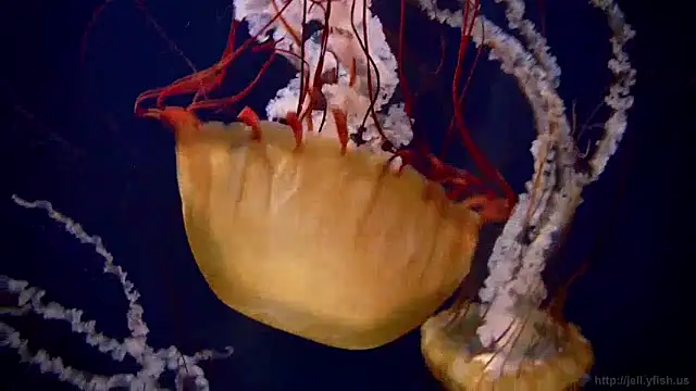 streamy test12 online show from 01/15/25, 08:09