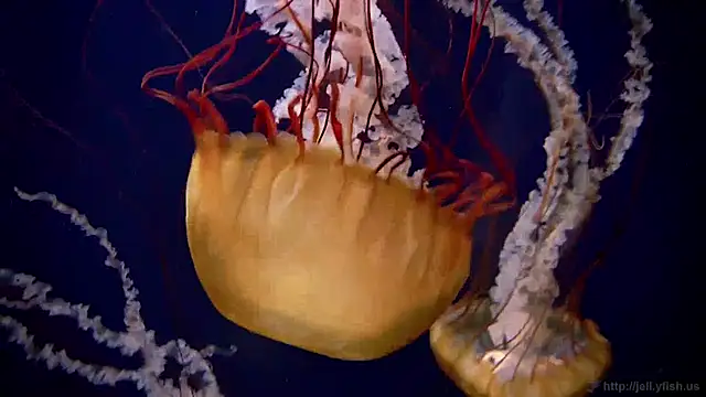 streamy test12 online show from 01/27/25, 08:18