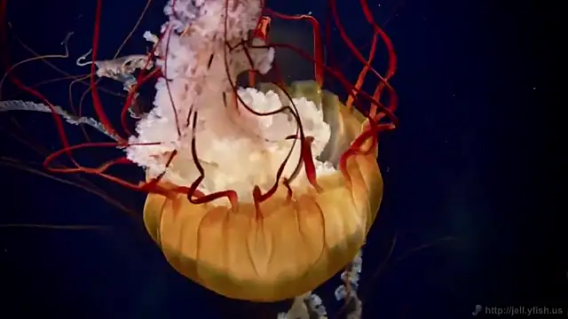 streamy test12 online show from 02/28/25, 08:09