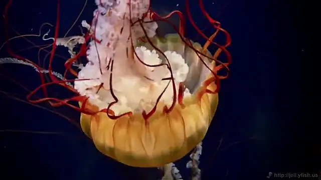 streamy test12 online show from 09/16/25, 04:30