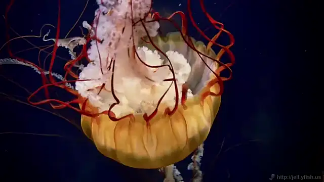 streamy test12 online show from 09/23/25, 05:21