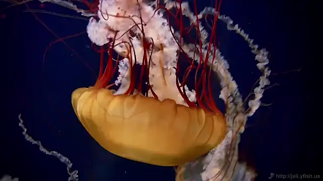 streamy test12 online show from 10/09/25, 01:31