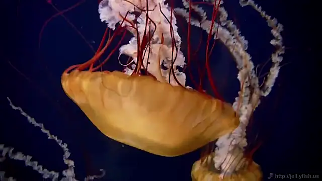 streamy test12 online show from 11/03/25, 11:55