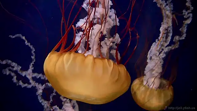 streamy test12 online show from 02/02/26, 08:13