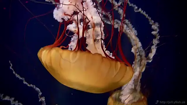 streamy test12 online show from 02/05/26, 09:36