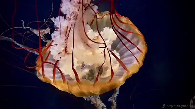 streamy test12 online show from 02/24/26, 01:31