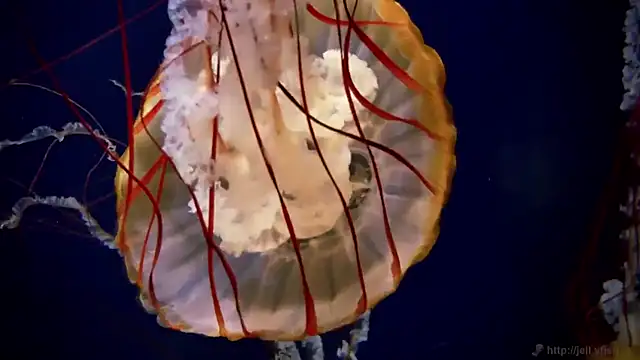 streamy test12 online show from 03/27/26, 08:37