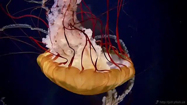 streamy test12 online show from 04/21/26, 01:17